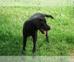 Small Mutt