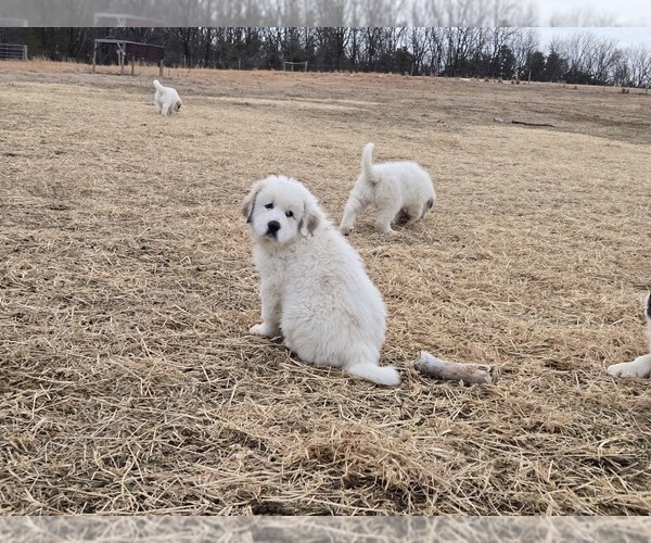 Medium Photo #8 Great Pyrenees Puppy For Sale in BANGOR, PA, USA