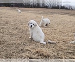 Small #7 Great Pyrenees