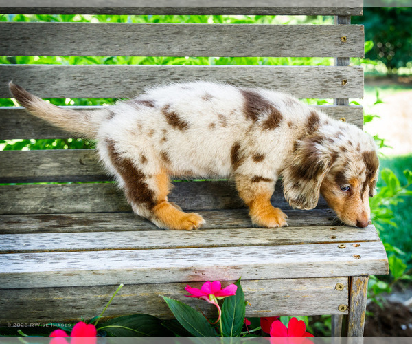Medium Photo #8 Dachshund Puppy For Sale in WAKARUSA, IN, USA