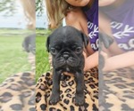 Small #3 Pug