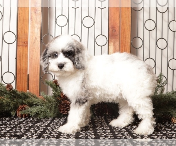 Medium Photo #1 Poodle (Toy) Puppy For Sale in NAPLES, FL, USA