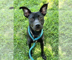 American Staffordshire Terrier-German Shepherd Dog Mix Dogs for adoption in Sacramento, CA, USA