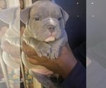 Small Photo #1 American Bully Puppy For Sale in MILLVILLE, NJ, USA