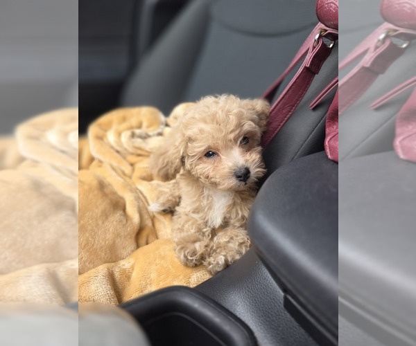 Medium Photo #47 Poodle (Toy) Puppy For Sale in DYERSBURG, TN, USA