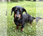 Small #5 Dachshund