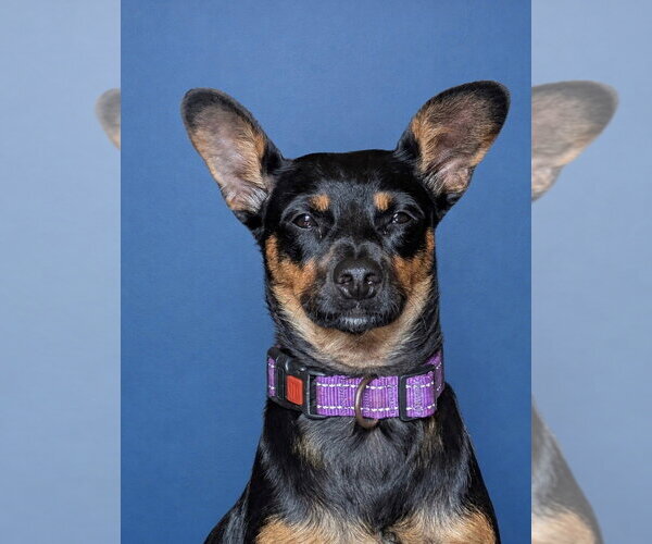 Medium Photo #11 Miniature Pinscher-Unknown Mix Puppy For Sale in San Diego, CA, USA