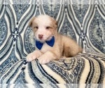 Small #20 Australian Shepherd