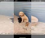 Small Photo #1 Border Collie-Goldendoodle Mix Puppy For Sale in NELSON, MN, USA