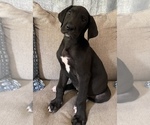 Small Photo #7 Great Dane Puppy For Sale in CLOVER, SC, USA