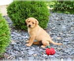 Small #2 Labrador Retriever