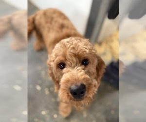 Mother of the Goldendoodle (Miniature) puppies born on 11/30/2025