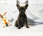 Small Photo #11 French Bulldog Puppy For Sale in ADRIAN, MI, USA