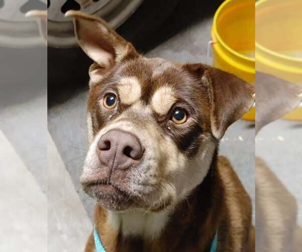 Medium Photo #2 Huskies -Staffordshire Bull Terrier Mix Puppy For Sale in Bellevue, WA, USA