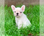 Small Photo #13 French Bulldog Puppy For Sale in MEDFORD, OR, USA