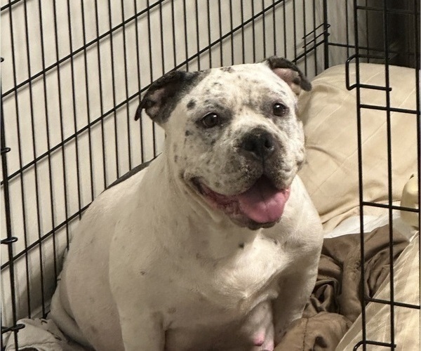 Medium Photo #14 American Bully Puppy For Sale in CHARLOTTE, NC, USA