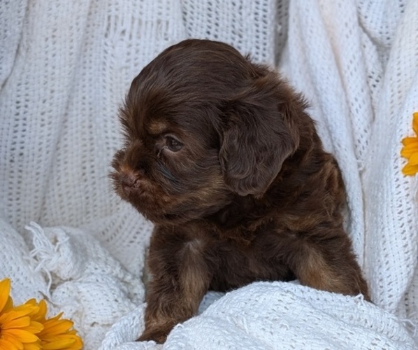 Medium Photo #68 Cock-A-Poo Puppy For Sale in GOSHEN, IN, USA