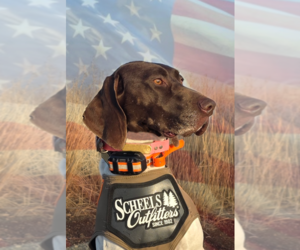 Mother of the German Shorthaired Pointer puppies born on 09/12/2026