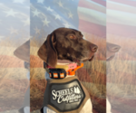 Small Photo #1 German Shorthaired Pointer Puppy For Sale in TRINIDAD, CA, USA
