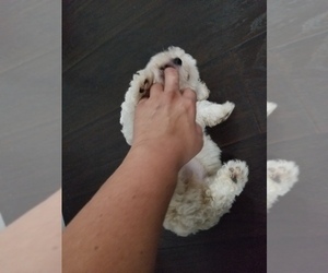 Poodle (Toy) Puppy for sale in ORLANDO, FL, USA