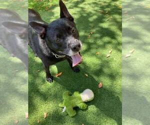 Sadie - Female Labrador Retriever-Unknown Mix Dog for Adoption - Photo #25