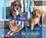 Small Aussie-Poo
