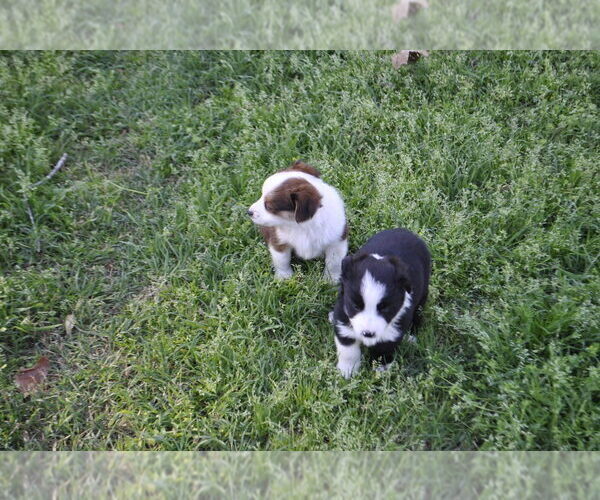 Medium Photo #12 Miniature Australian Shepherd Puppy For Sale in SWAN, TX, USA