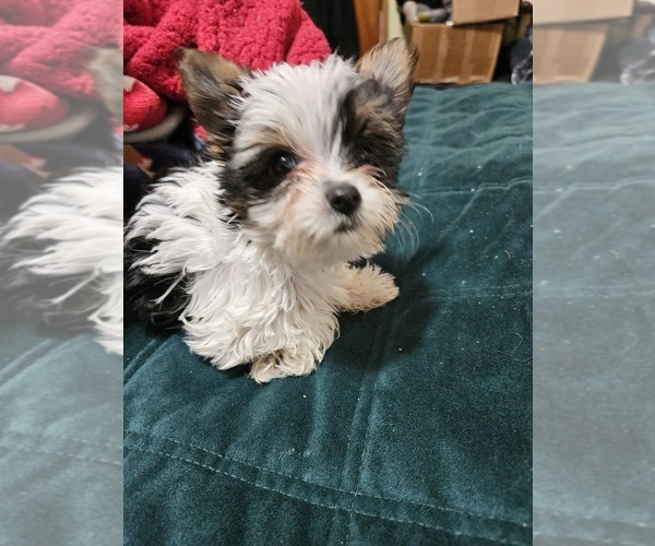 Medium Photo #12 Yorkshire Terrier Puppy For Sale in CONKLIN, NY, USA