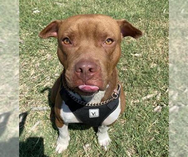 Medium Photo #2 American Staffordshire Terrier-Unknown Mix Puppy For Sale in San Antonio, TX, USA