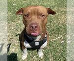 Small #1 American Staffordshire Terrier Mix
