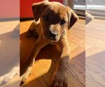 Small Photo #3 Labrador Retriever-Pembroke Welsh Corgi Mix Puppy For Sale in pomfret, CT, USA
