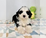 Small #1 Miniature Bernedoodle