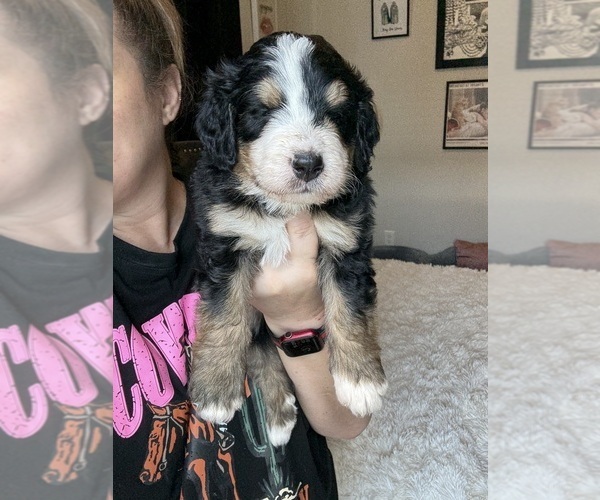 Medium Photo #37 Bernedoodle Puppy For Sale in BELMONT, NC, USA