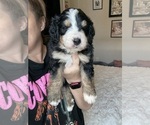 Small #36 Bernedoodle