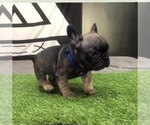 Small Photo #1 French Bulldog Puppy For Sale in LA MIRADA, CA, USA