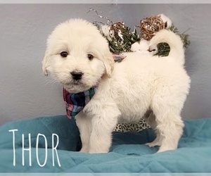 Goldendoodle Puppy for sale in CEDAR GAP, MO, USA