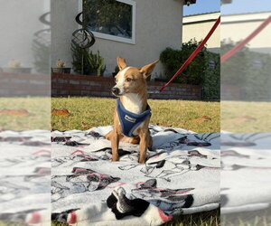 Sandy - Female Jack Russell Terrier-Parson Russell Terrier Mix Dog for Adoption - Photo #7