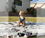 Small #6 Jack Russell Terrier-Parson Russell Terrier Mix