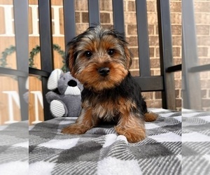 Yorkshire Terrier Dog for Adoption in INDIANAPOLIS, Indiana USA