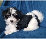 Small Photo #14 Morkie Puppy For Sale in HOLLAND, MI, USA