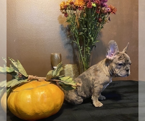 Medium Photo #9 French Bulldog Puppy For Sale in PITTSBURG, CA, USA