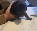 Small Photo #3 Labrador Retriever Puppy For Sale in NAVARRE, FL, USA