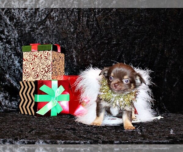 Medium Photo #19 Chihuahua Puppy For Sale in CHARLESTON, AR, USA