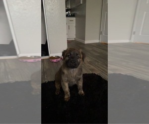 German Shepherd Dog-Golden Labrador Mix Puppy for sale in MESA, AZ, USA