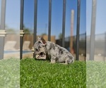 Small #7 French Bulldog