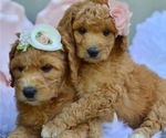 Small Photo #12 Goldendoodle-Poodle (Miniature) Mix Puppy For Sale in SARATOGA SPRINGS, UT, USA