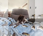 Small #9 German Shorthaired Pointer