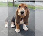 Puppy Pepper Basset Hound
