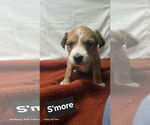 Small #1 Mutt