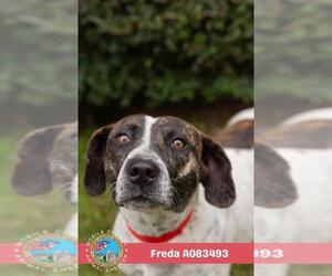 Black Mouth Cur Dogs for adoption in Mobile, AL, USA